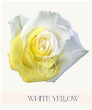 Rosa Gr Ec Tinted White Yellow 50 cm
