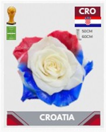 Rosa Gr Ec Tinted Fb Croatia 50 cm