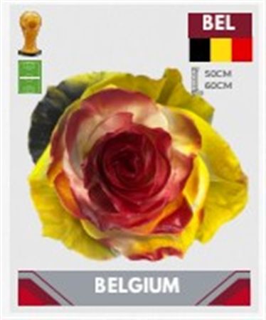 Rosa Gr Ec Tinted Fb Belgium 50 cm