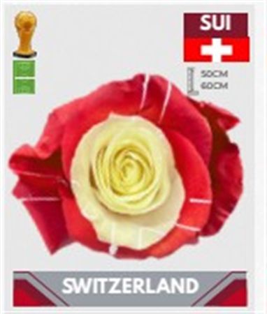 Rosa Gr Ec Tinted Fb Schweiz 50 cm