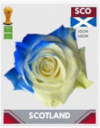 Rosa Gr Ec Tinted Fb Scotland 50 cm