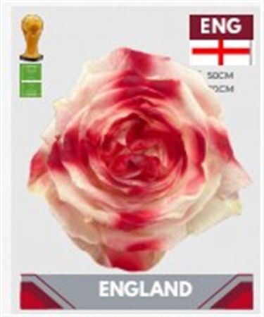 Rosa Gr Ec Tinted Fb England Uk 50 cm