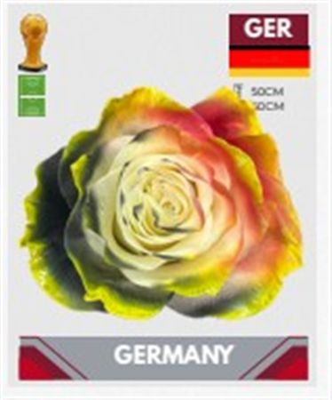 Rosa Gr Ec Tinted Fb Deutschland 50 cm