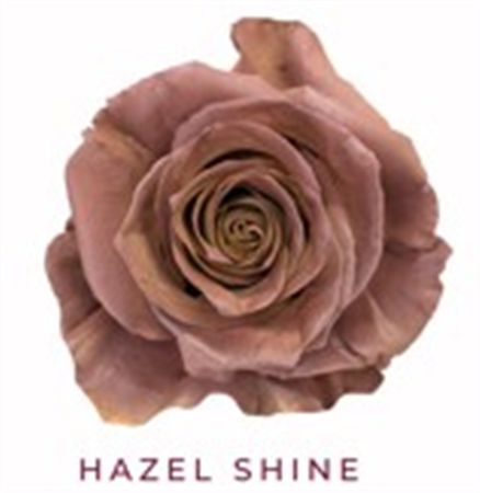 Rosa Gr Ec Tinted Hazel Shine 50 cm