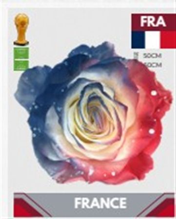 Rosa Gr Ec Tinted Fb France 50 cm