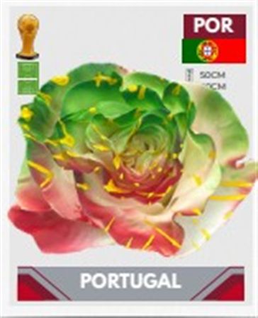 Rosa Gr Ec Tinted Fb Portugal 50 cm