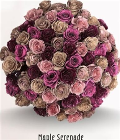 Rosa Gr Ec Tinted Maple Serenade 50 cm