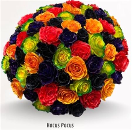 Rosa Gr Ec Tinted Hocus Pocus 50 cm