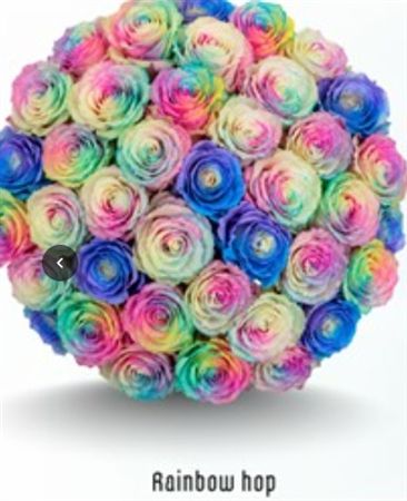 Rosa Gr Ec Tinted Rainbow Hop 50 cm