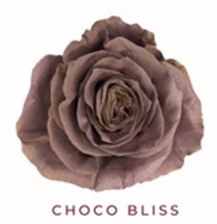 Rosa Gr Ec Tinted Coco Bliss 50 cm