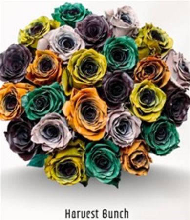 Rosa Gr Ec Tinted Harvest Bunch 50 cm