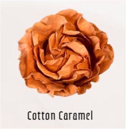 Rosa Gr Ec Tinted Cotton Caramel 50 cm