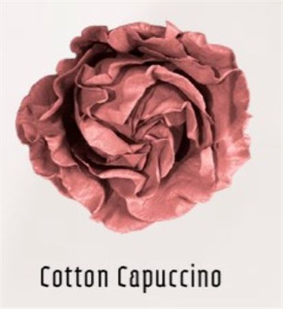 Rosa Gr Ec Tinted Cotton Capuccino 50 cm