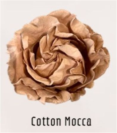 Rosa Gr Ec Tinted Cotton Mocca 50 cm