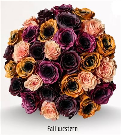 Rosa Gr Ec Tinted Fall Western 50 cm