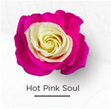Rosa Gr Ec Tinted Hot Pink Soul 50 cm