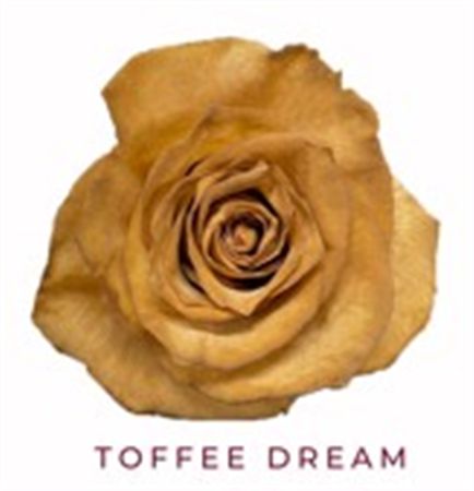 Rosa Gr Ec Tinted Toffe Dream 50 cm