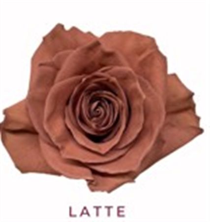 Rosa Gr Ec Tinted Latte 50 cm