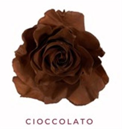 Rosa Gr Ec Tinted Cioccolato 50 cm