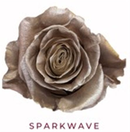 Rosa Gr Ec Tinted Sparkwave 50 cm