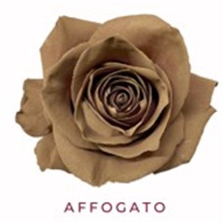 Rosa Gr Ec Tinted Affogato 50 cm