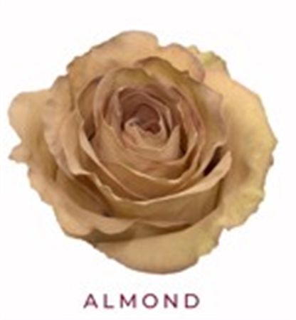 Rosa Gr Ec Tinted Almond 50 cm
