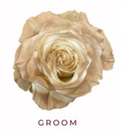 Rosa Gr Ec Tinted Groom 50 cm