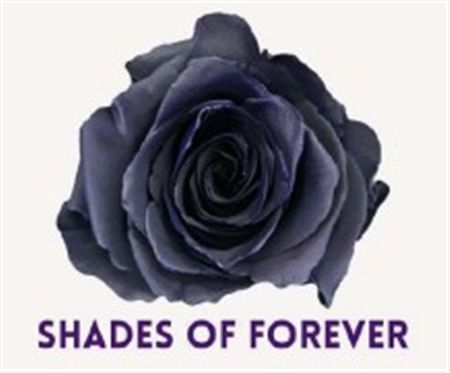 Rosa Gr Ec Tinted Shades Of Forever 50 cm