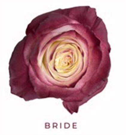 Rosa Gr Ec Tinted Bride 50 cm