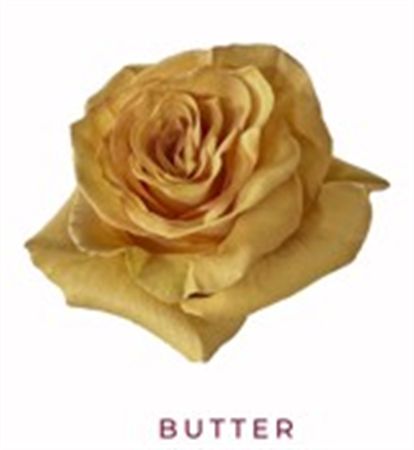 Rosa Gr Ec Tinted Butter 50 cm