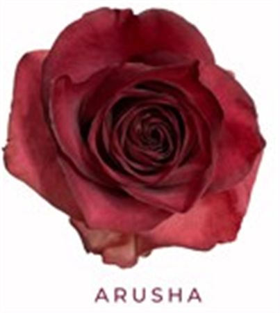 Rosa Gr Ec Tinted Arusha 50 cm