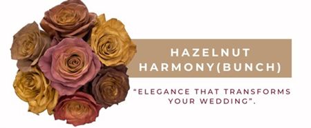 Rosa Gr Ec Tinted Hazelnut Harmony 50 cm