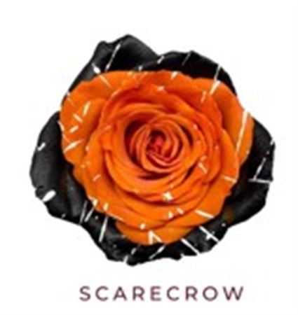Rosa Gr Ec Tinted Scarecrow 50 cm