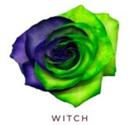Rosa Gr Ec Tinted Witch 50 cm