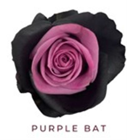Rosa Gr Ec Tinted Purple Bat 50 cm