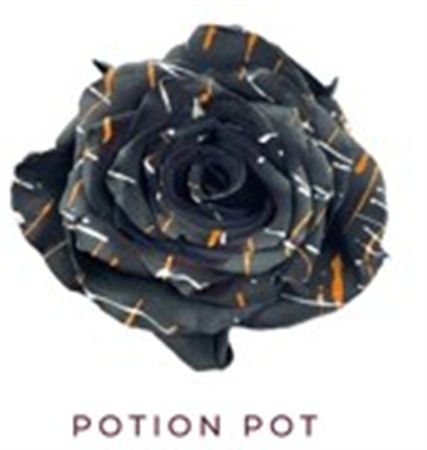 Rosa Gr Ec Tinted Potion Pot 50 cm