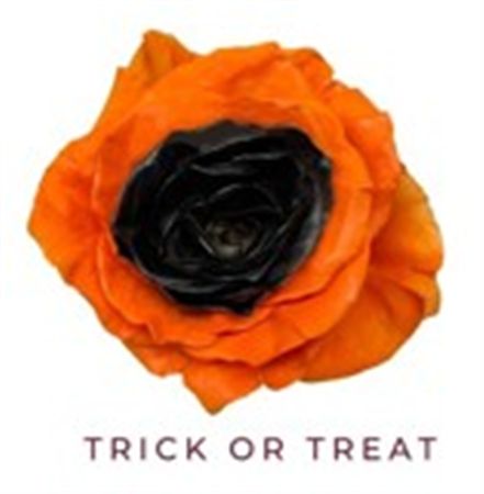 Rosa Gr Ec Tinted Trick Or Treat 50 cm