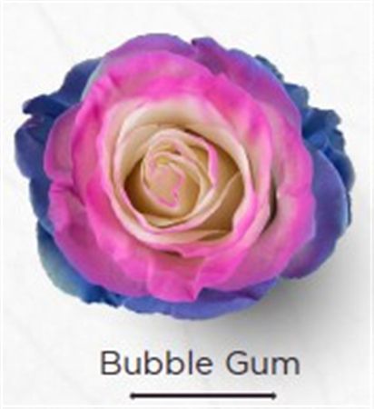 Rosa Gr Ec Tinted Bubble Gum 50 cm