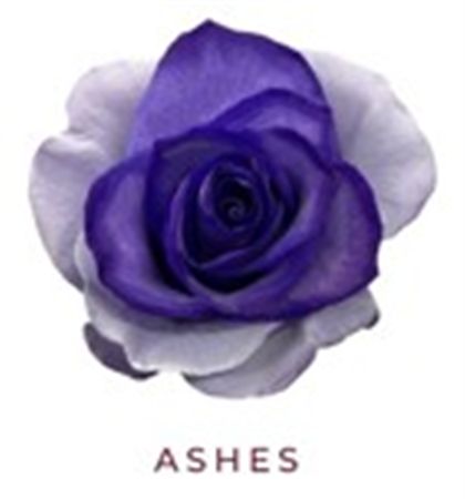 Rosa Gr Ec Tinted Ashes 50 cm