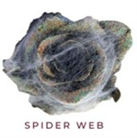 Rosa Gr Ec Tinted Spider Web 50 cm