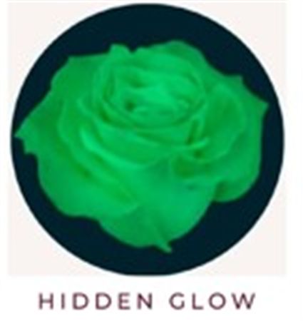 Rosa Gr Ec Tinted Hidden Glow 50 cm