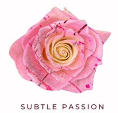 Rosa Gr Ec Tinted Subtle Passion 50 cm