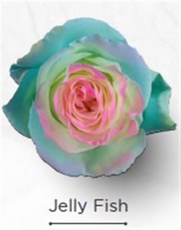 Rosa Gr Ec Tinted Jelly Fish 50 cm