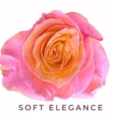 Rosa Gr Ec Tinted Soft Elegance 50 cm