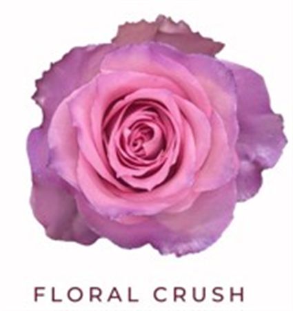 Rosa Gr Ec Tinted Floral Crush 50 cm