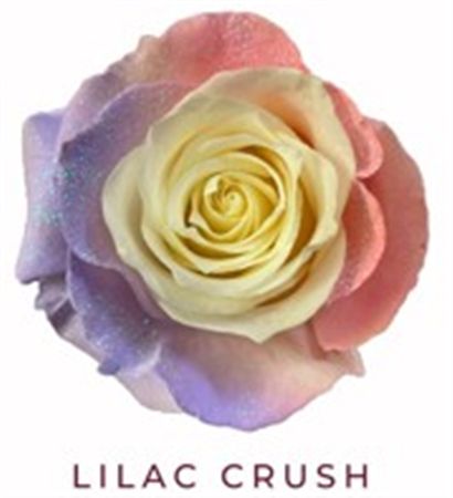 Rosa Gr Ec Tinted Lilac Crush 50 cm