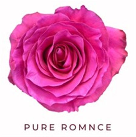 Rosa Gr Ec Tinted Pure Romnce 50 cm
