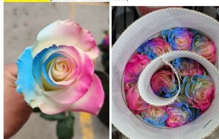 Rosa Gr Ec Tinted Cotton Dream 50 cm