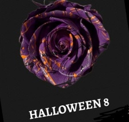 Rosa Gr Ec Tinted Halloween 8 50 cm