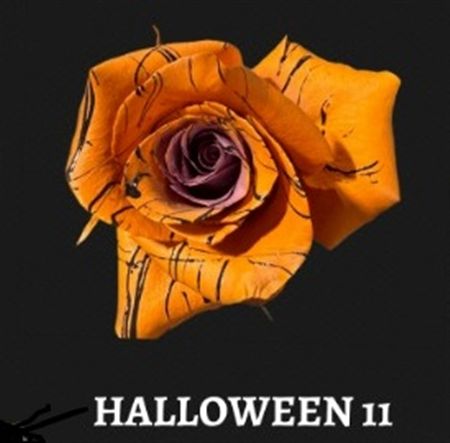 Rosa Gr Ec Tinted Halloween 11 50 cm
